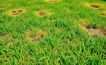 7 maladies du gazon qui peuvent ruiner votre pelouse (et comment les reconnaître)
