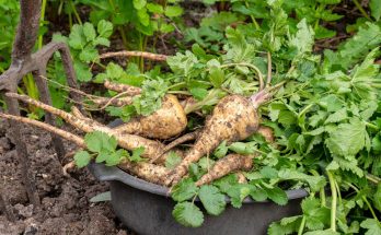 panais potager