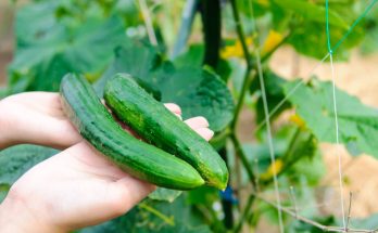 concombre potager