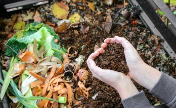 compost dans jardin