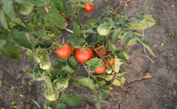 plants de tomates