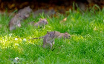 souris jardin