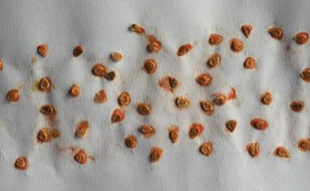 graines tomates
