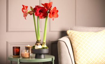 amaryllis maison